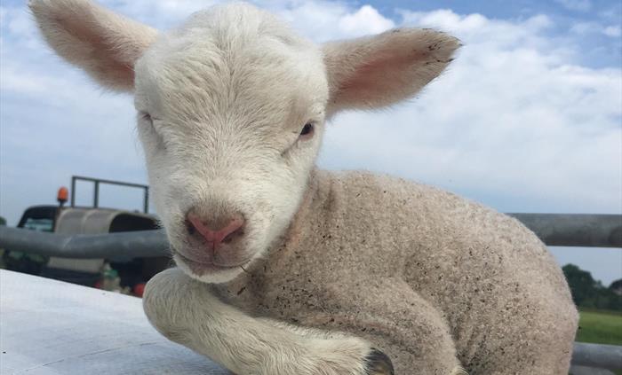 lamb sat on sheep wool sack
